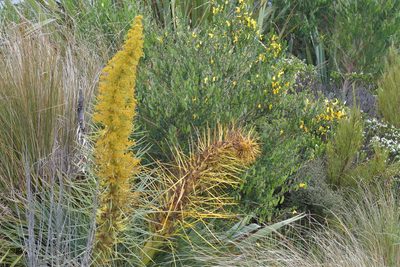 Aciphylla scott-thomsonii, photographed by Christopher Stephens