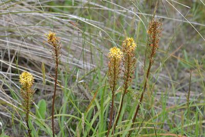 Bulbinella angustifolia, photographed by Christopher Stephens