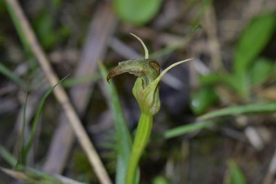 Pterostylis auriculata, photographed by Christopher Stephens