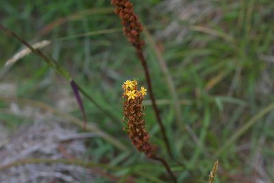 Bulbinella angustifolia, photographed by Christopher Stephens
