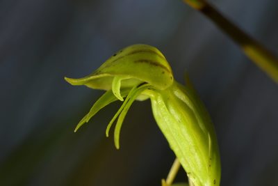 Waireia stenopetala, photographed by Christopher Stephens
