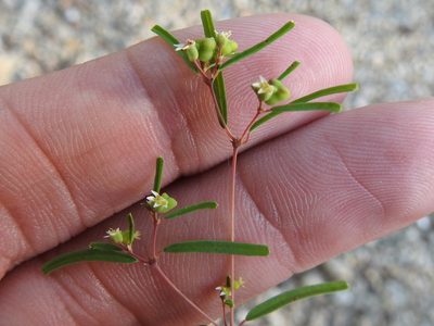Euphorbia missurica, photographed by Sam Kieschnick