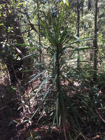 Cordyline stricta, photographed by Thomas Mesaglio