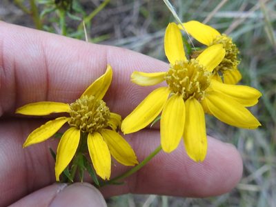 Dysodiopsis tagetoides, photographed by Sam Kieschnick