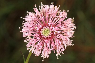 Marshallia graminifolia, photographed by Judy Gallagher