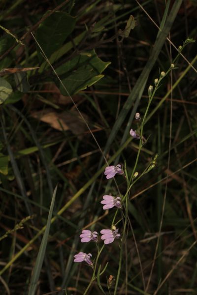 Lobelia canbyi, photographed by Judy Gallagher