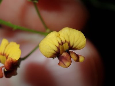 Daviesia umbellulata, photographed by Thomas Mesaglio