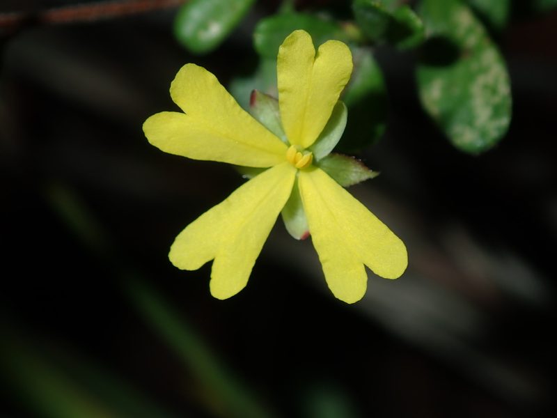 Hibbertia empetrifolia, photographed by Thomas Mesaglio