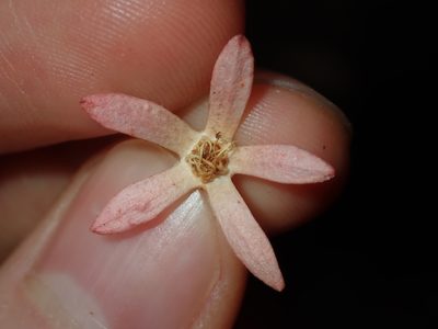 Ceratopetalum gummiferum, photographed by Thomas Mesaglio