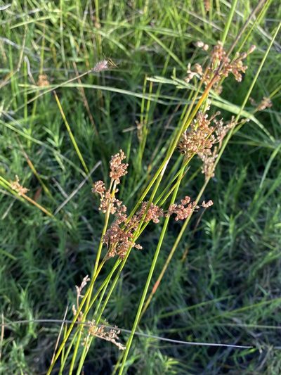Juncus usitatus, photographed by Greg Tasney