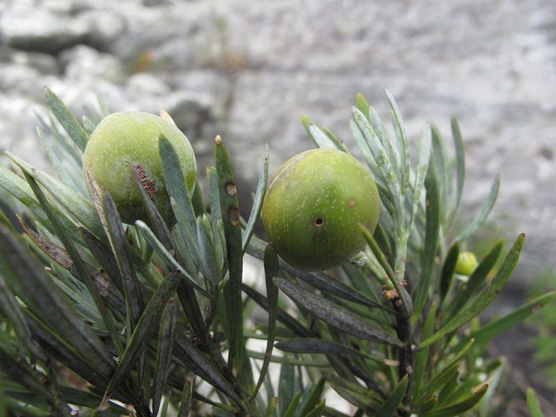 Podocarpus capuronii, photographed by Romer N. Rabarijaona