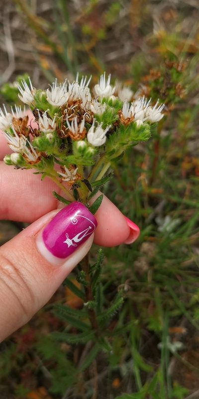 Lobostemon capitatus, photographed by leandra-k_89
