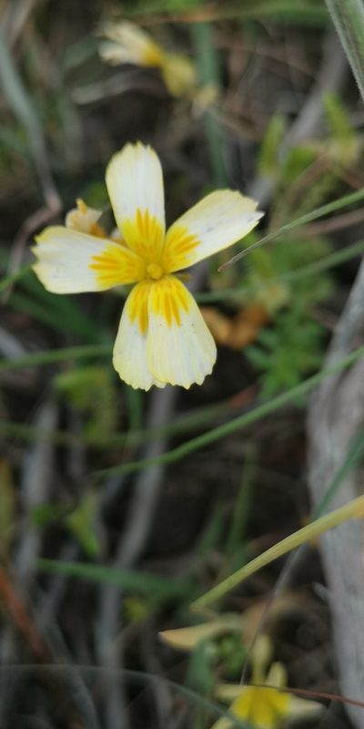 Sebaea solaris, photographed by leandra-k_89