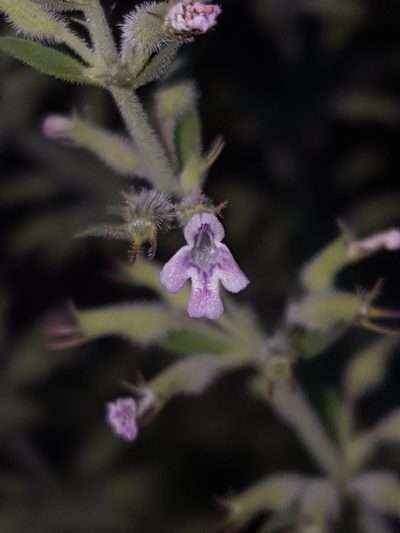 Hedeoma oblongifolia, photographed by Alex Abair