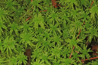 Sphagnum recurvum, photographed by Judy Gallagher
