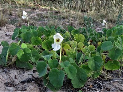 Craniolaria integrifolia, photographed by Gustavo Puente