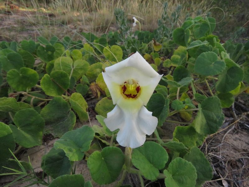 Craniolaria integrifolia, photographed by Gustavo Puente