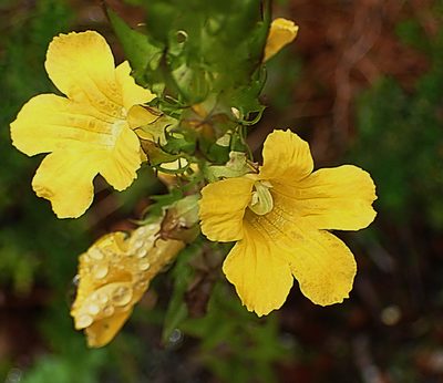 Alectra sessiliflora, photographed by Di Turner