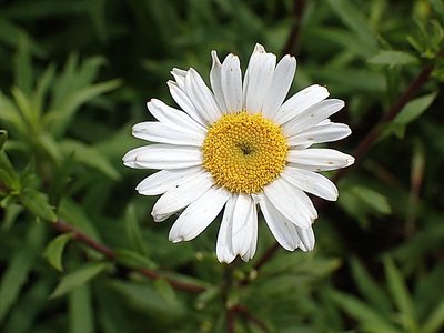 Osmitopsis osmitoides, photographed by Di Turner