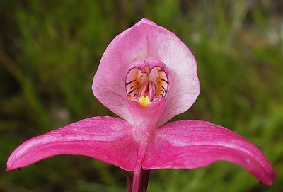 Disa racemosa, photographed by Di Turner