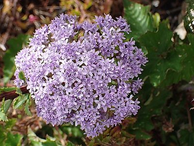 Pseudoselago langebergensis, photographed by Di Turner