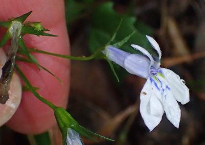 Lobelia cuneifolia, photographed by Nicola van Berkel