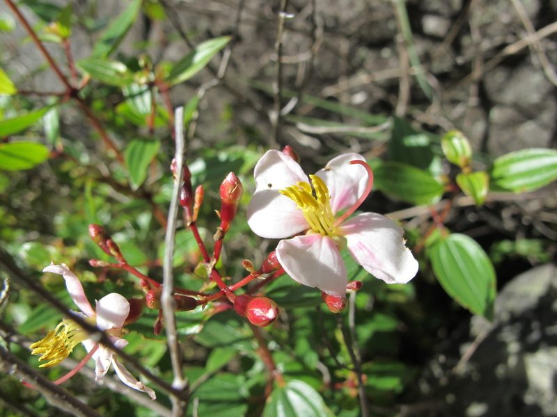Amphorocalyx rupestris, photographed by Romer N. Rabarijaona