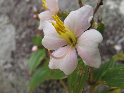 Amphorocalyx rupestris, photographed by Romer N. Rabarijaona