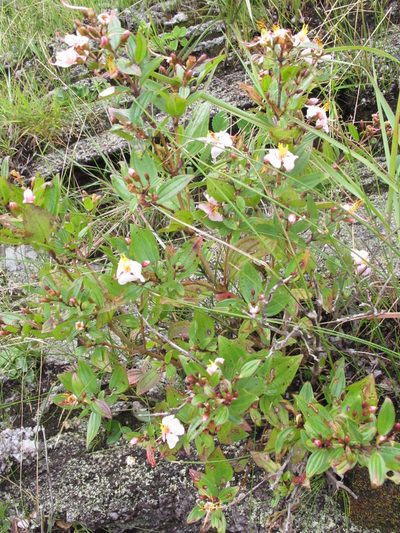 Amphorocalyx rupestris, photographed by Romer N. Rabarijaona
