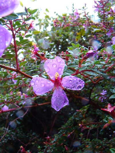Monochaetum vulcanicum, photographed by Jean-Paul Boerekamps