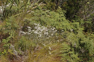 Helichrysum pandurifolium, photographed by Tony Rebelo