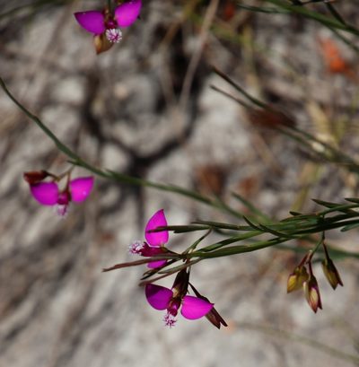 Polygala refracta, photographed by Tony Rebelo