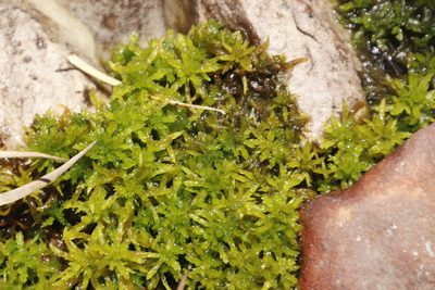Sphagnum truncatum, photographed by Tony Rebelo