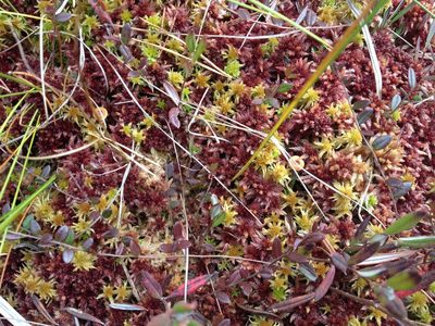 Sphagnum medium, photographed by Игорь Васильев