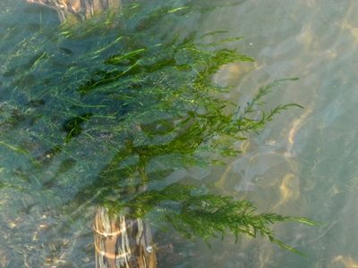 Fontinalis dalecarlica, photographed by Michael J. Papay