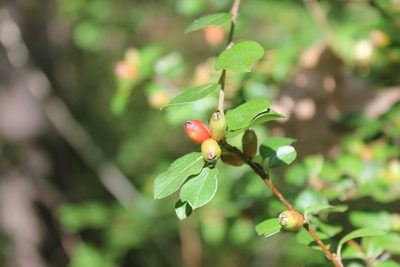 Cotoneaster divaricatus, photographed by bunnymom20