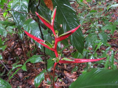 Heliconia acuminata, photographed by Yves Bas