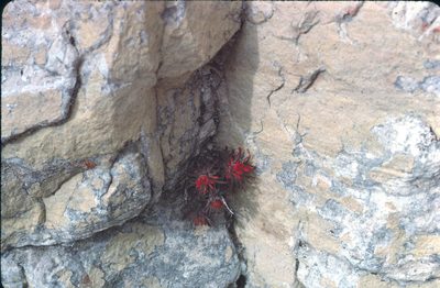 Castilleja scabrida, photographed by Craig Martin