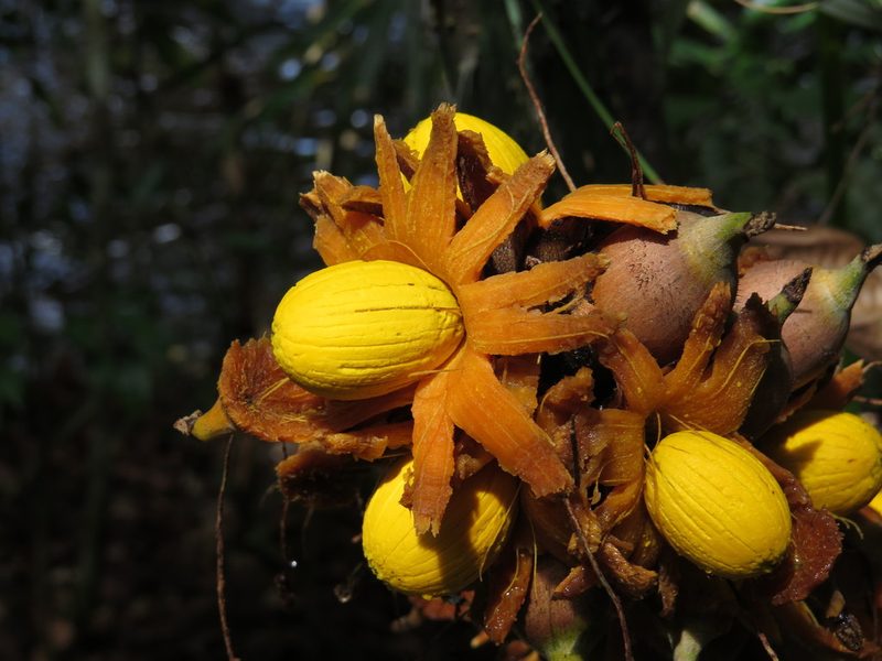 Astrocaryum paramaca, photographed by Yves Bas