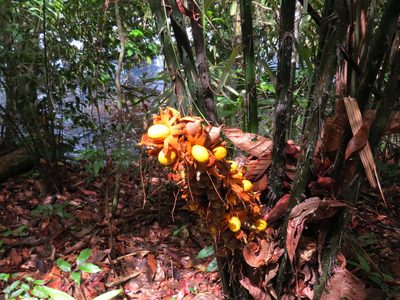 Astrocaryum paramaca, photographed by Yves Bas