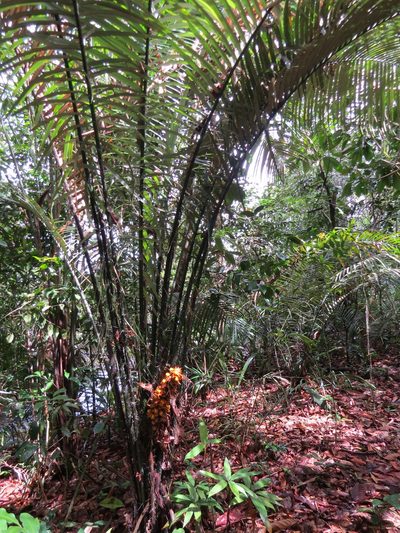 Astrocaryum paramaca, photographed by Yves Bas