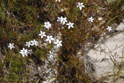 Prismatocarpus fruticosus, photographed by Tony Rebelo