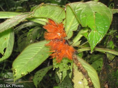 Columnea purpurata, photographed by lallen