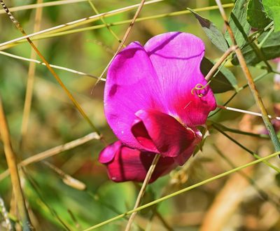 Lathyrus grandiflorus, photographed by Kostas Zontanos