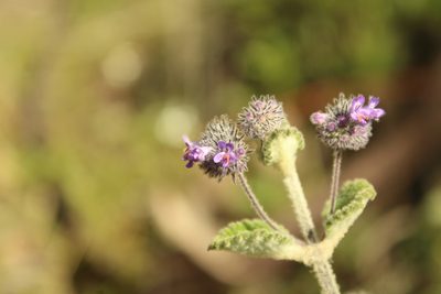 Mesosphaerum perbullatum, photographed by Andrés Ramírez-Barrera