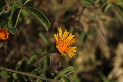 Calea peruviana, photographed by Andrés Ramírez-Barrera