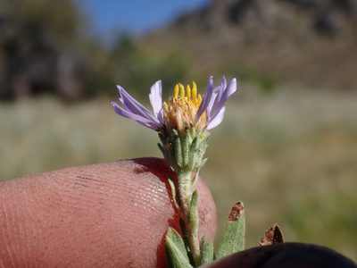 Symphyotrichum campestre, photographed by Martin Purdy