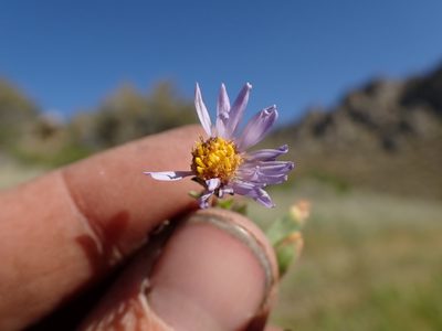 Symphyotrichum campestre, photographed by Martin Purdy
