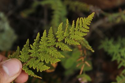 Myriopteris myriophylla, photographed by Andrés Ramírez-Barrera