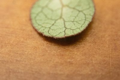 Coprosma tenuicaulis, photographed by M Rutherford